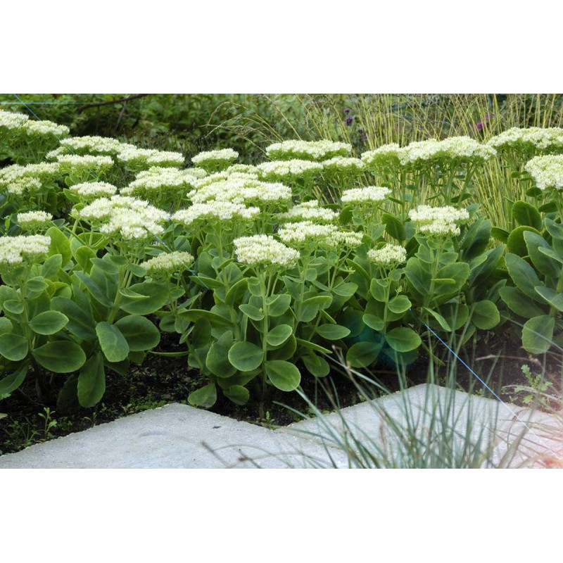 Rozchodnik okazały Stardust gdzie kupić