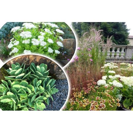 Rozchodnik okazały Stardust bylina