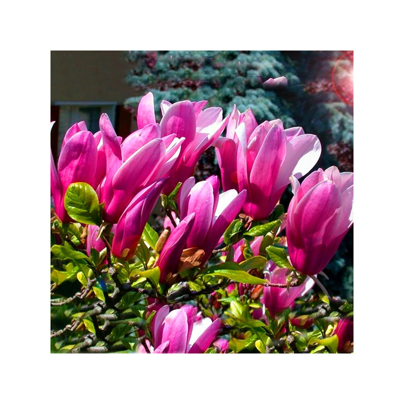 Magnolia Susan kwitnie dwa razy