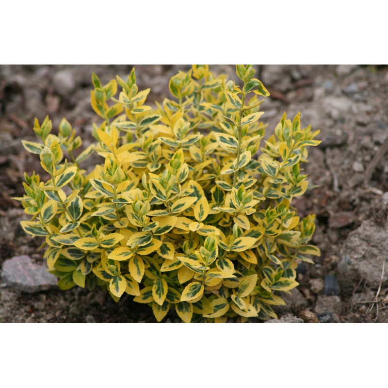 Trzmielina Emerald and Gold