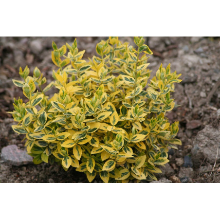 Trzmielina Emerald and Gold