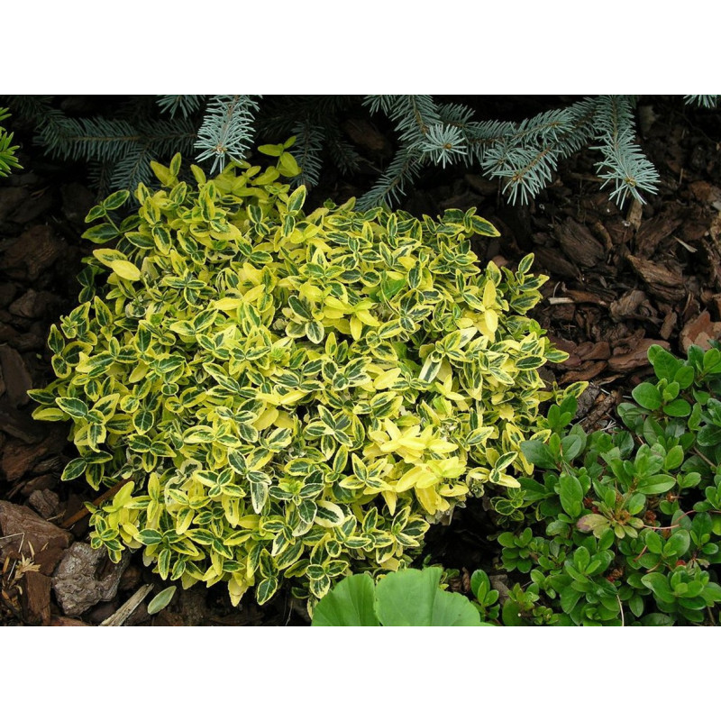 Trzmielina Emerald and Gold cena