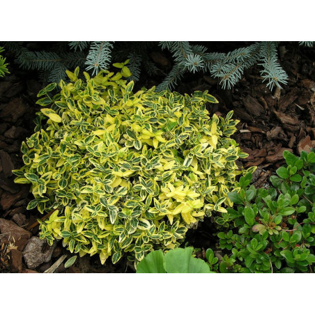 Trzmielina Emerald and Gold cena