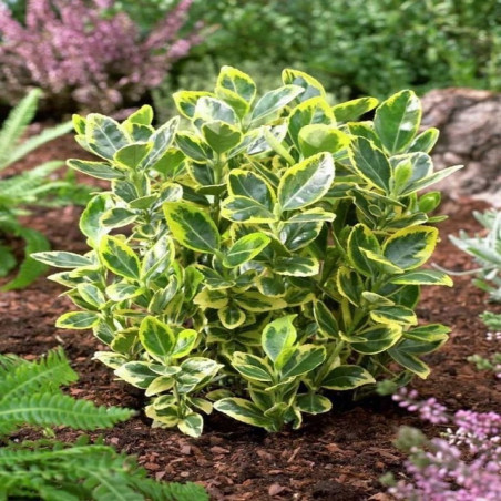 Trzmielina Emerald and Gold sadzonka