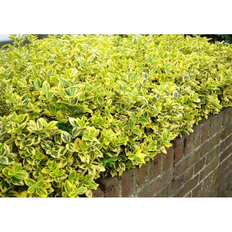 Trzmielina Emerald and Gold żywopłot