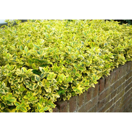 Trzmielina Emerald and Gold żywopłot