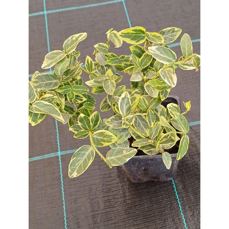 Trzmielina Emerald and Gold sklep