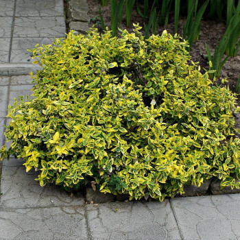 Trzmielina Emerald and Gold