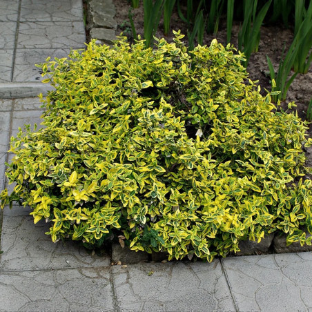 Trzmielina Emerald and Gold