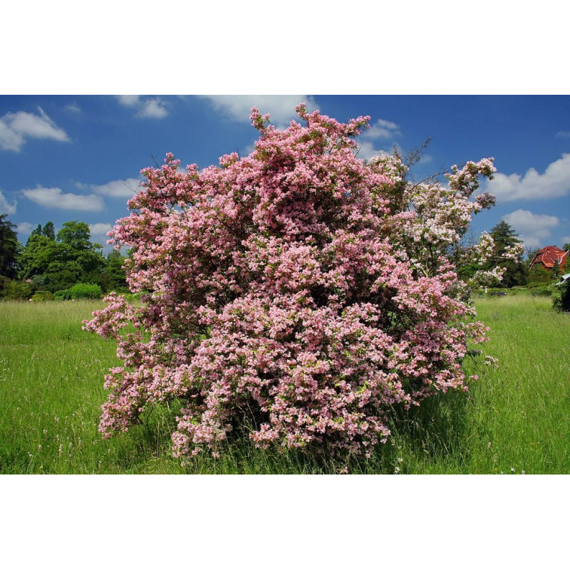 Kolkwicja Pink Cloud sklep