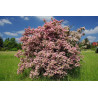 Kolkwicja Pink Cloud sklep