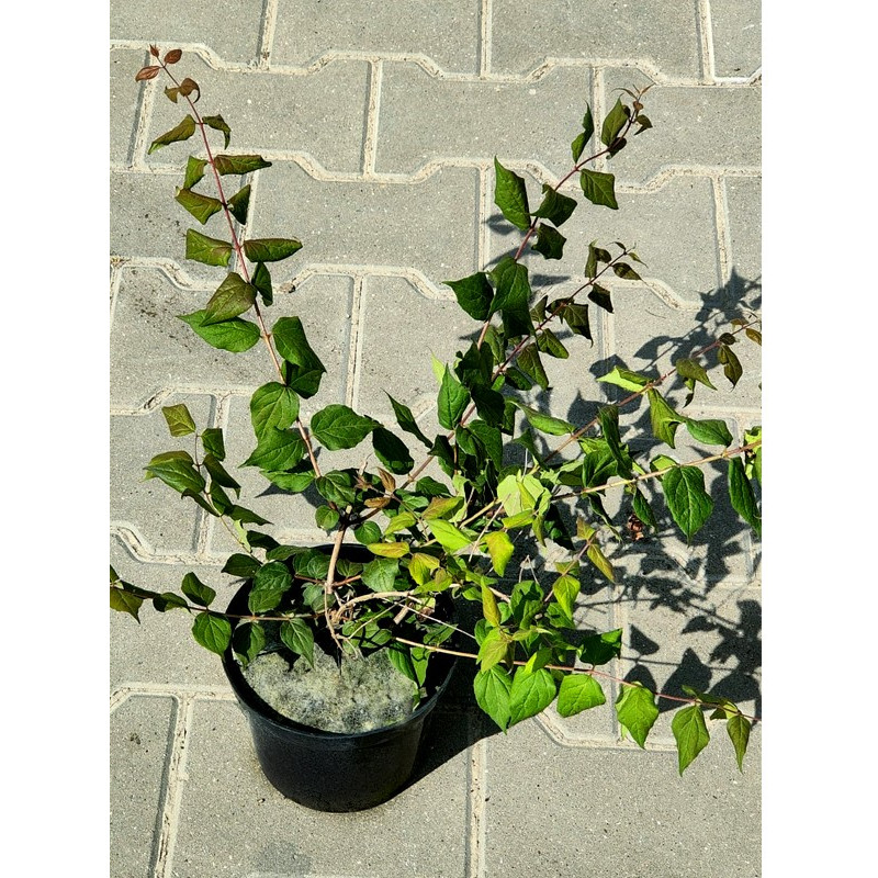 Kolkwicja Pink Cloud cena