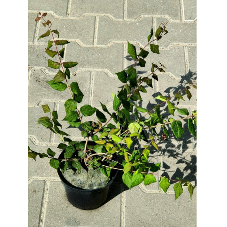 Kolkwicja Pink Cloud cena