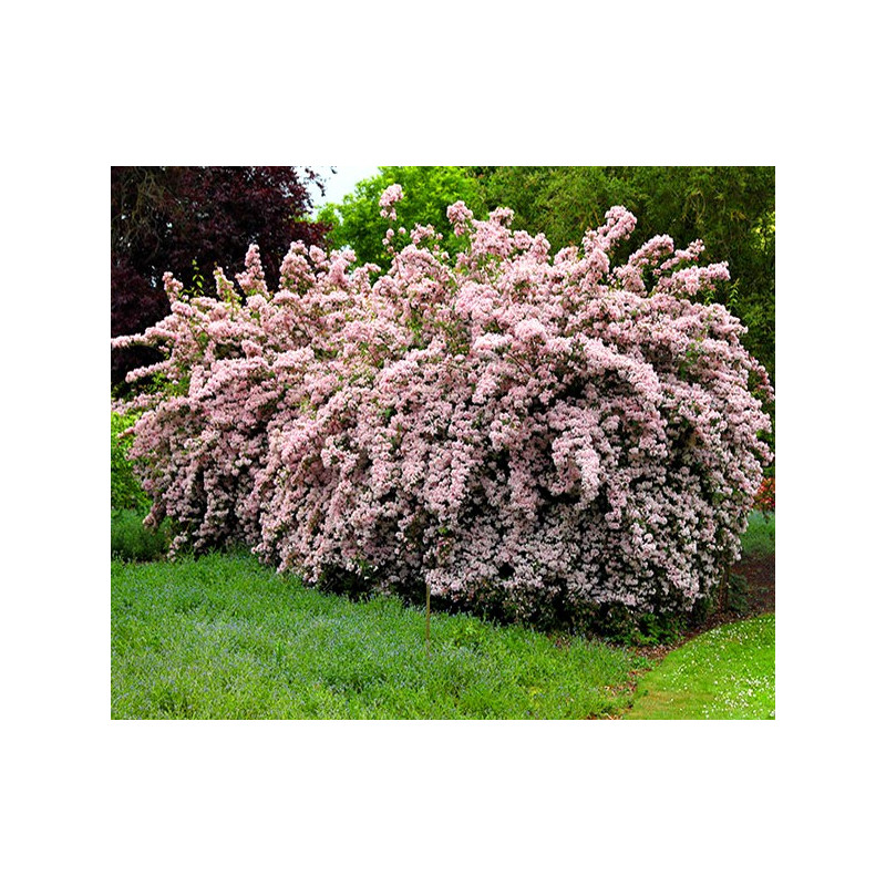 Kolkwicja Pink Cloud kwiaty