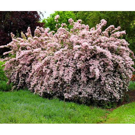 Kolkwicja Pink Cloud kwiaty