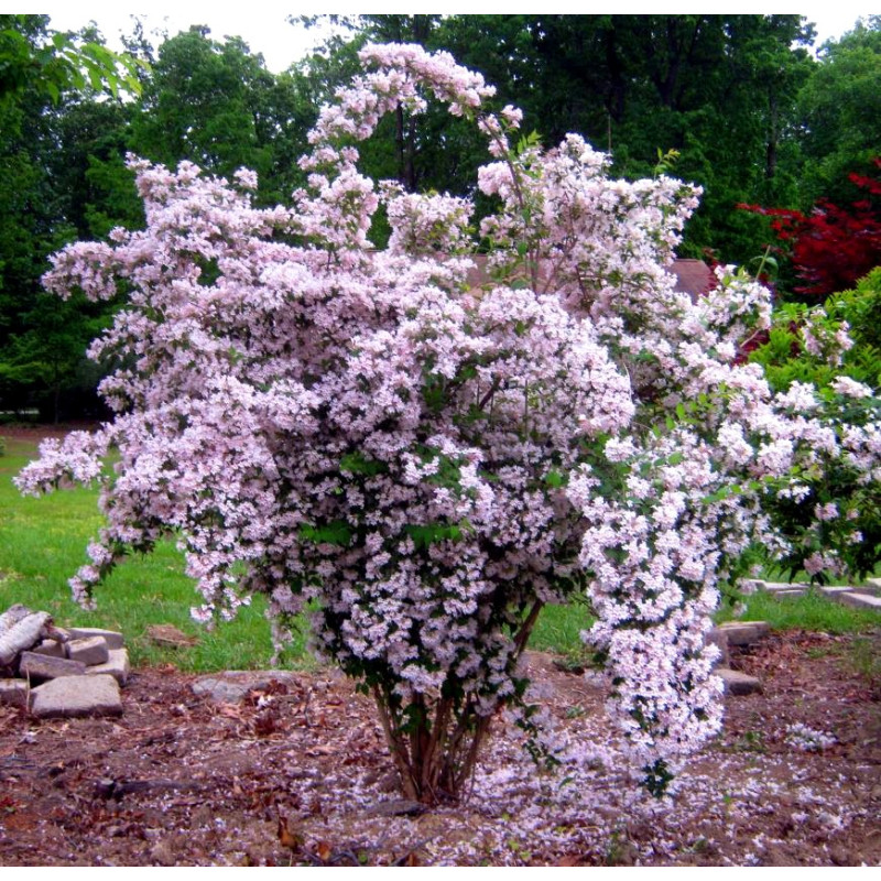 Kolkwicja Pink Cloud