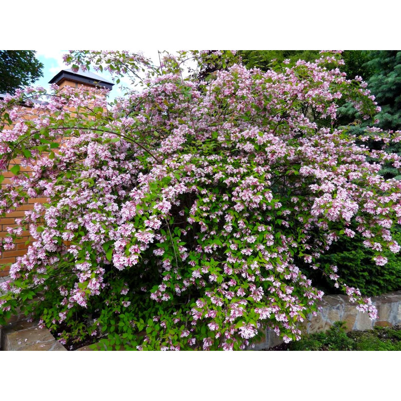 Kolkwicja Pink Cloud cena sklep