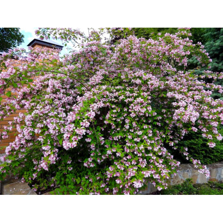 Kolkwicja Pink Cloud cena sklep