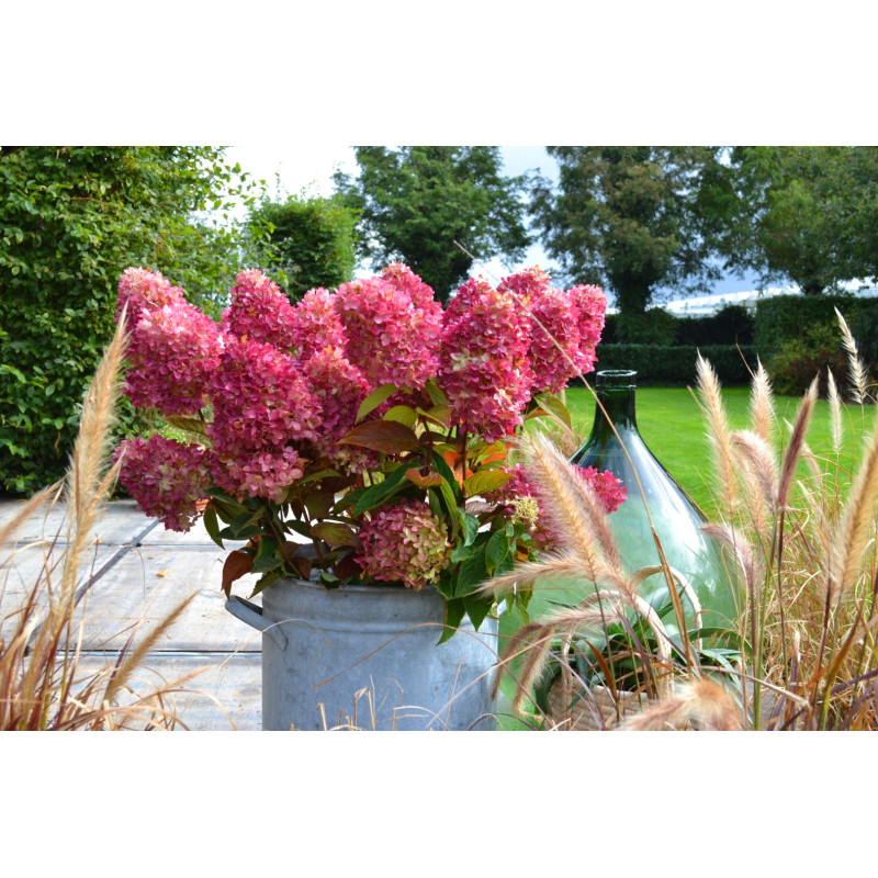 Hortensja bukietowa Redlight czerwona