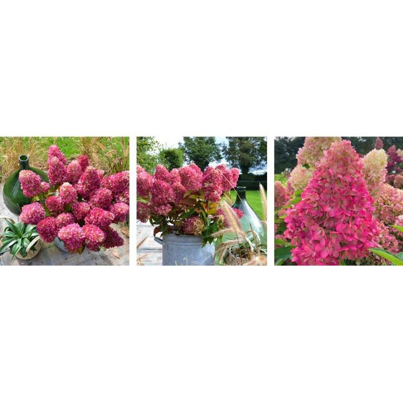 Hortensja bukietowa czerwona sklep