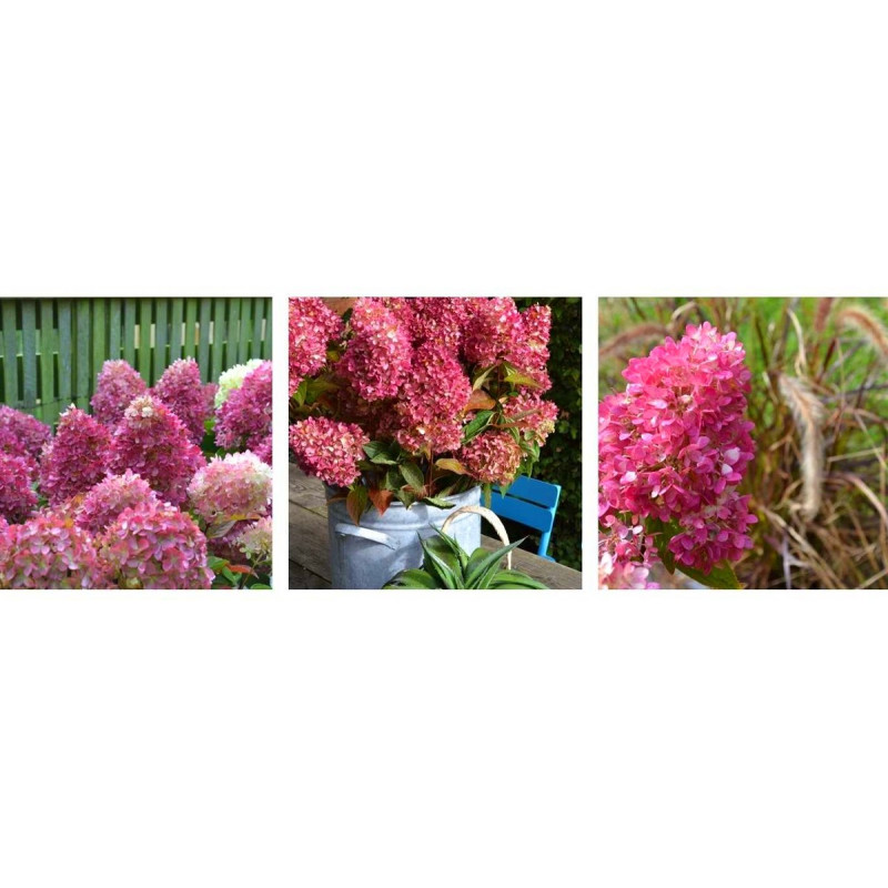 Hortensja bukietowa Redlight cena sklep