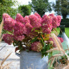 Hortensja bukietowa do donicy