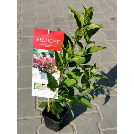 Hortensja bukietowa Redlight sadzonka
