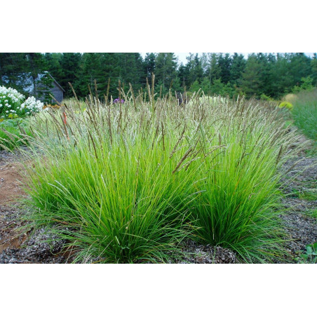 sesleria sklep