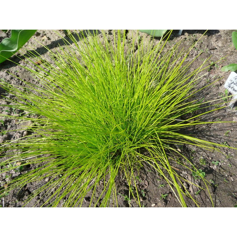 sesleria jesiennolistna