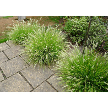 sesleria gdzie kupić