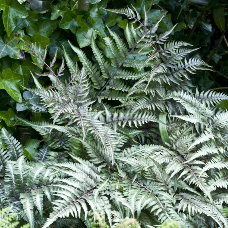 Wietlica japońska cena