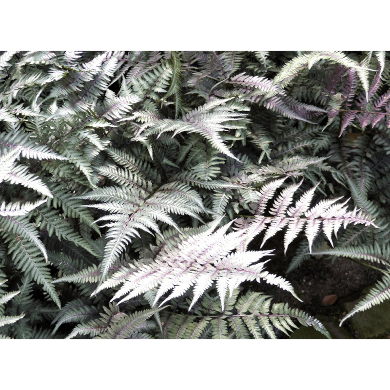 Wietlica japońska sklep