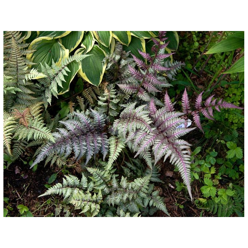 Wietlica japońska gdzie kupić