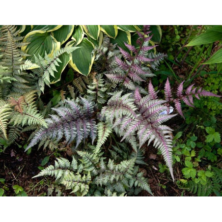 Wietlica japońska gdzie kupić