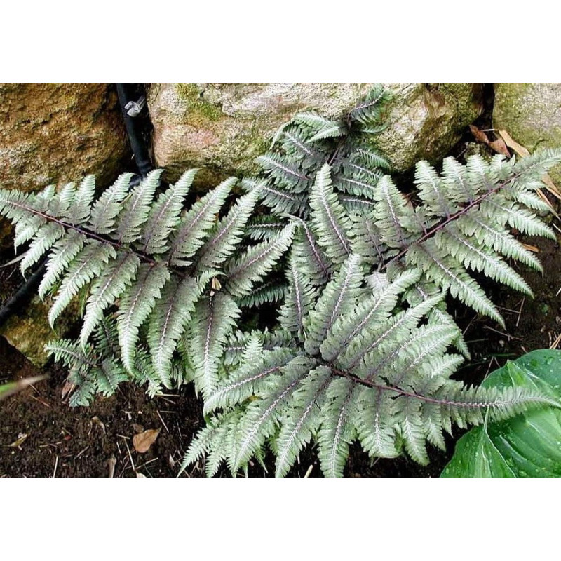 Wietlica japońska Metallicum