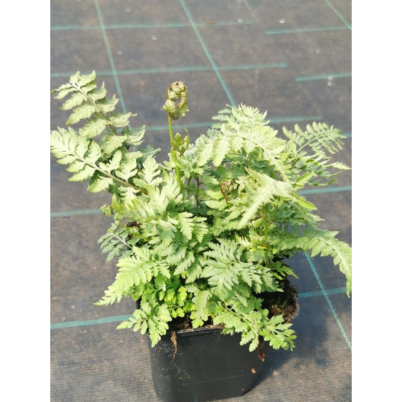 Wietlica japońska sadzonka