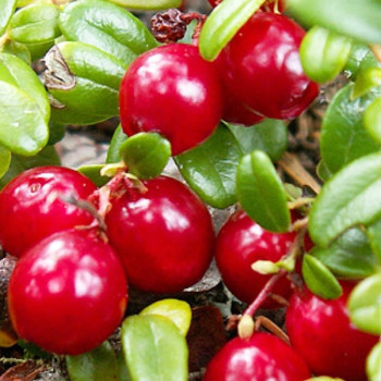 Żurawina pillgrim sklep