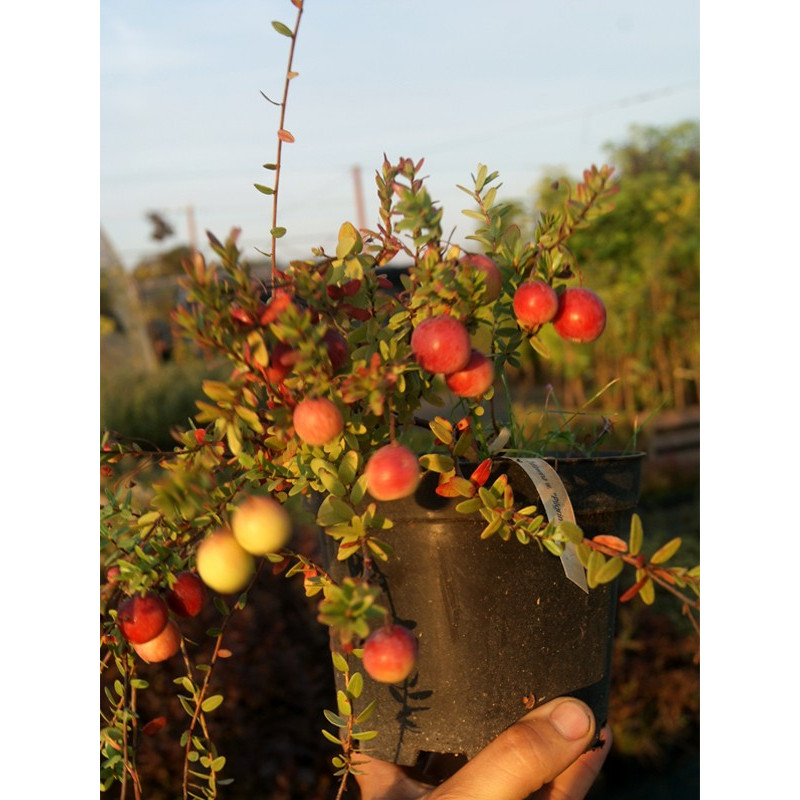 Żurawina pillgrim cena