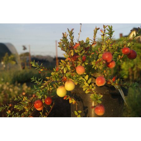 Żurawina pillgrim gdzie kupić