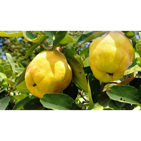 Pigwa wielkoowocowa Darunok Onuku