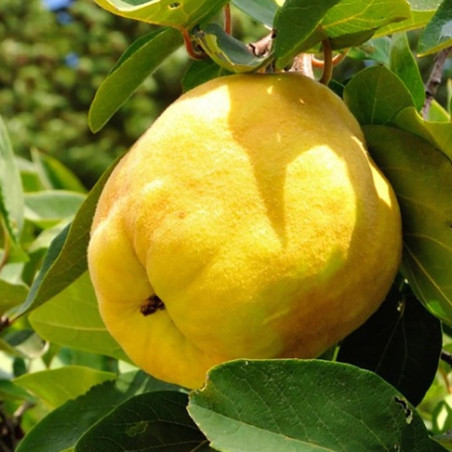 Pigwa wielkoowocowa Darunok Onuku