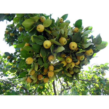 Pigwa wielkoowocowa Darunok Onuku