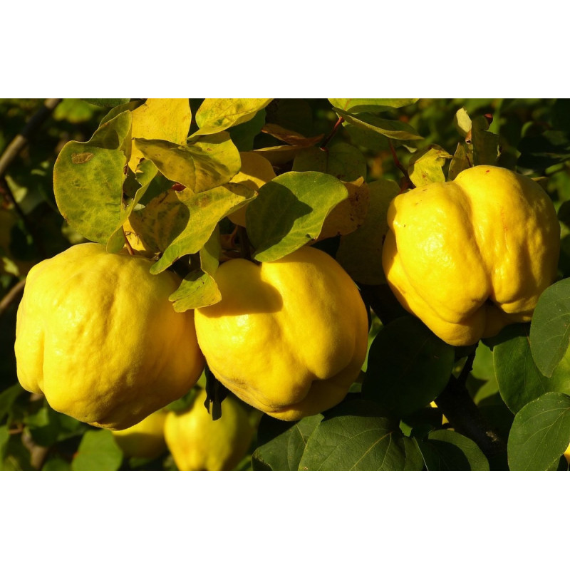 Pigwa wielkoowocowa Darunok Onuku