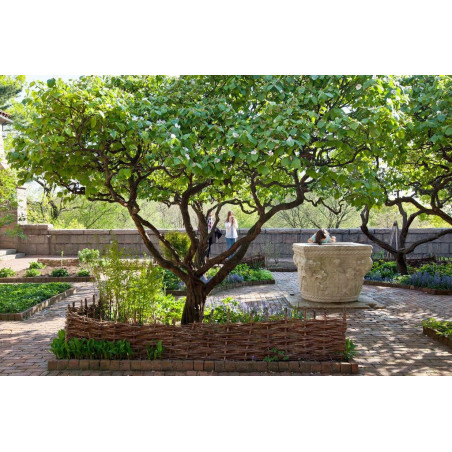 Pigwa wielkoowocowa Darunok Onuku