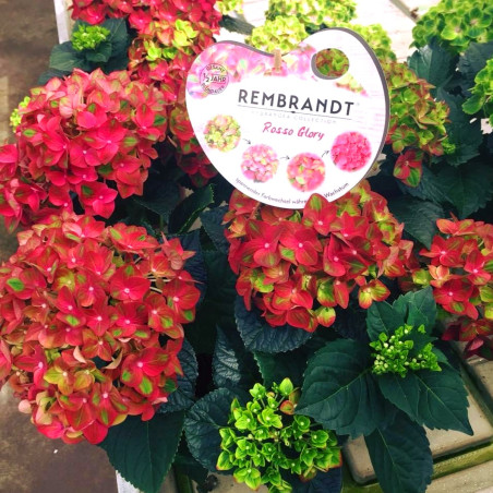 Hortensja ogrodowa rembrandt