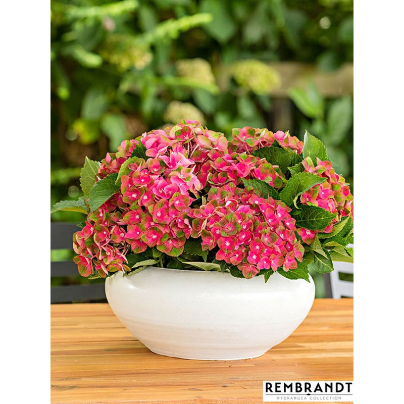 Hortensja ogrodowa rembrandt