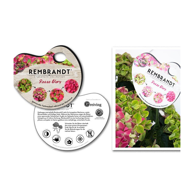 Hortensja ogrodowa rembrandt