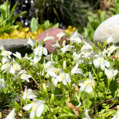 Mazus rozłogowy alba