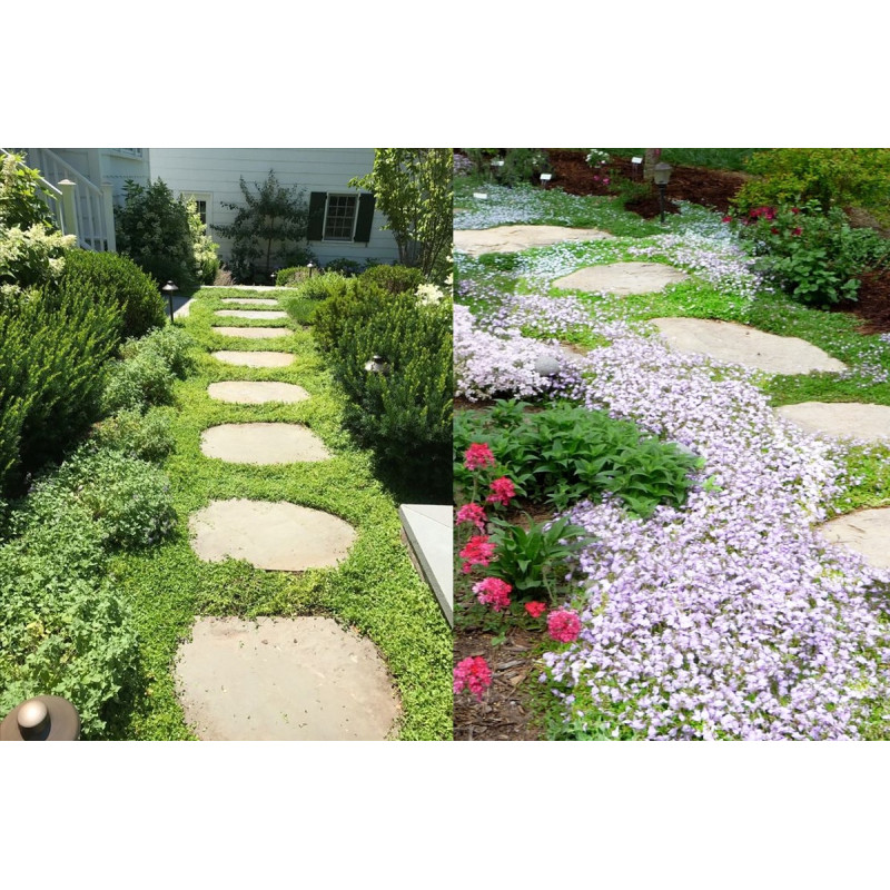 Mazus rozłogowy alba