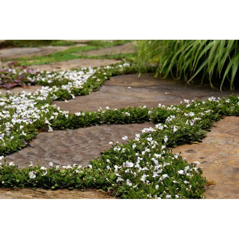 Mazus rozłogowy alba